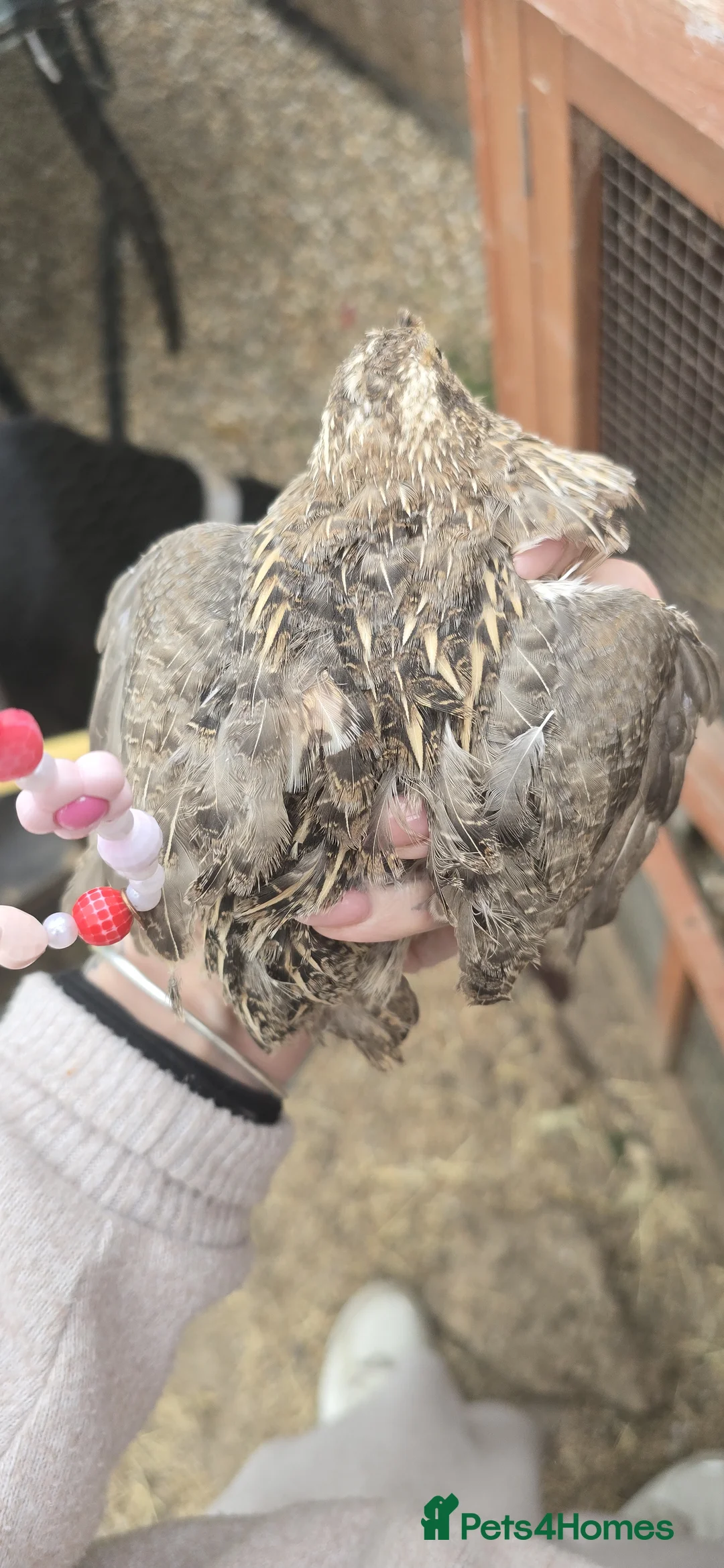 Quail poultry for sale: 3 female POL coturnix available  - Advert 1