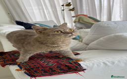 Mixed Breed cats for adoption: ASH -BRITISH SHORT HAIR? AFECTIONATE-BOY NEUTERED  - Image 1