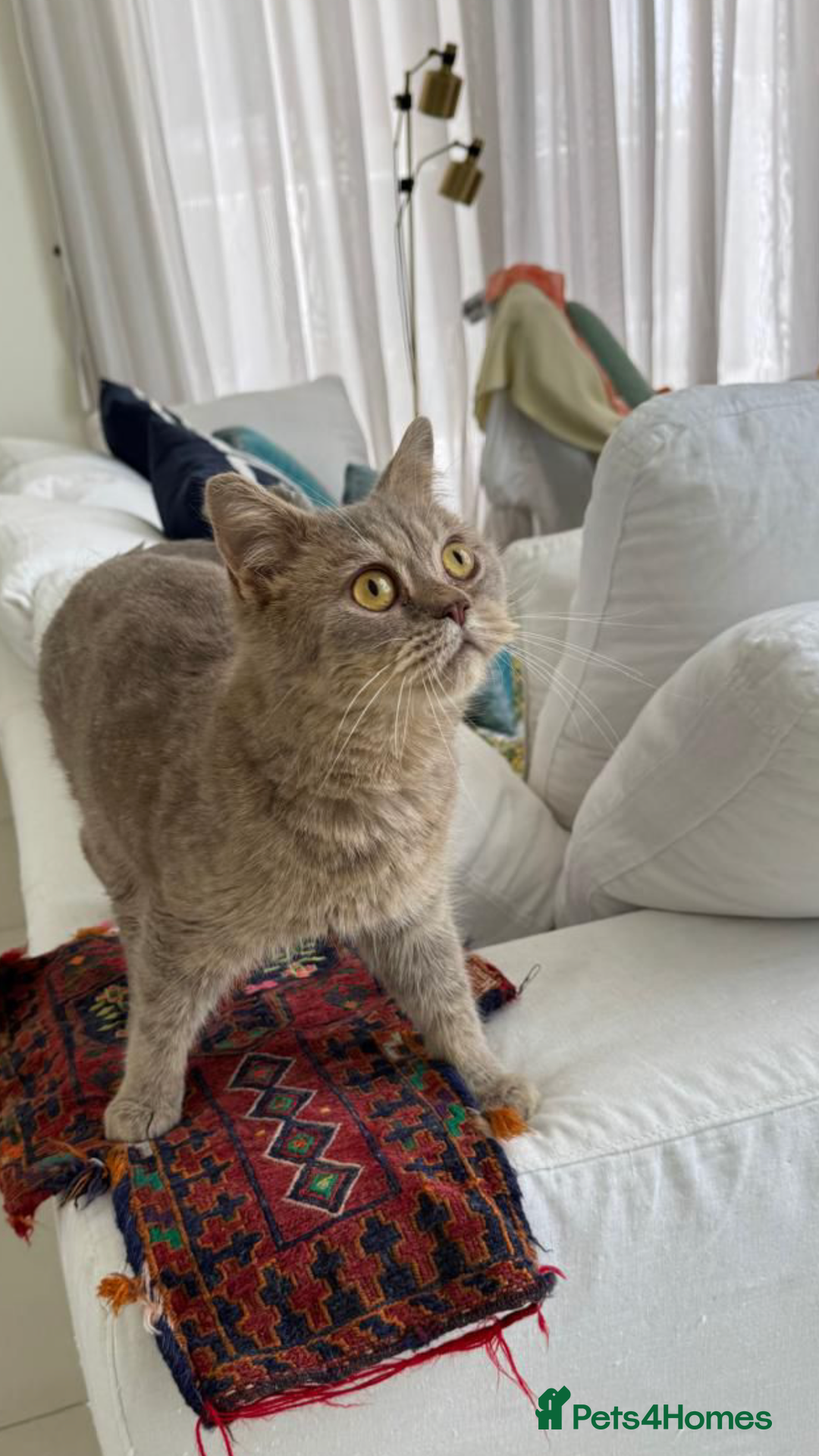 Mixed Breed cats for adoption: ASH -BRITISH SHORT HAIR? AFECTIONATE-BOY NEUTERED  - Image 1