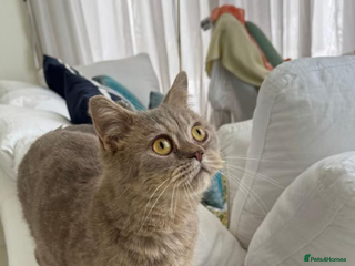 Mixed Breed cats - Advert 8