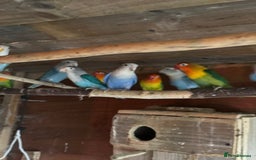 Budgerigars birds for sale: Lovebirds and budgies pairs for sale  - Image 1