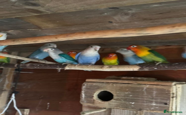 Budgerigars birds - Advert 2
