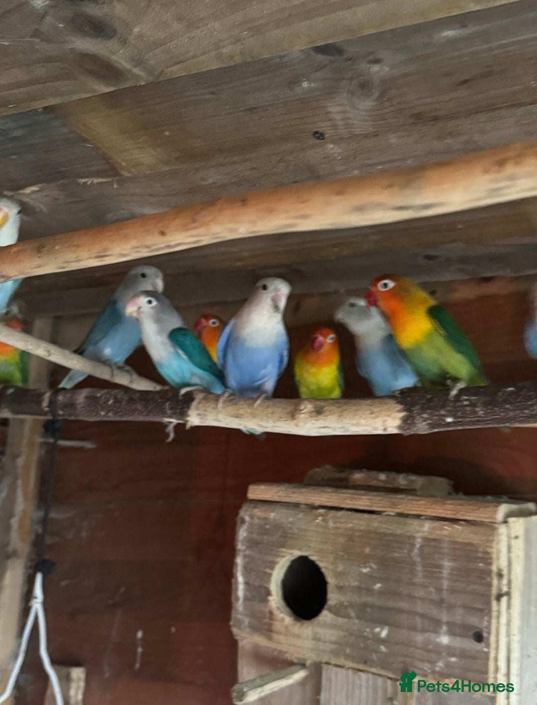 Budgerigars birds for sale: Lovebirds and budgies pairs for sale  - Image 1