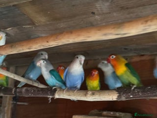 Budgerigars birds - Advert 6