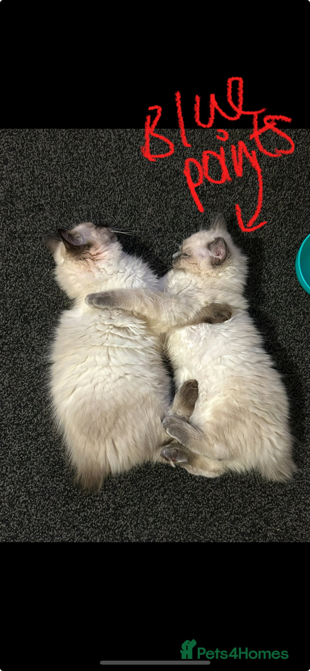 Ragdoll cats for sale: Ragdoll kittens - male - Advert 33
