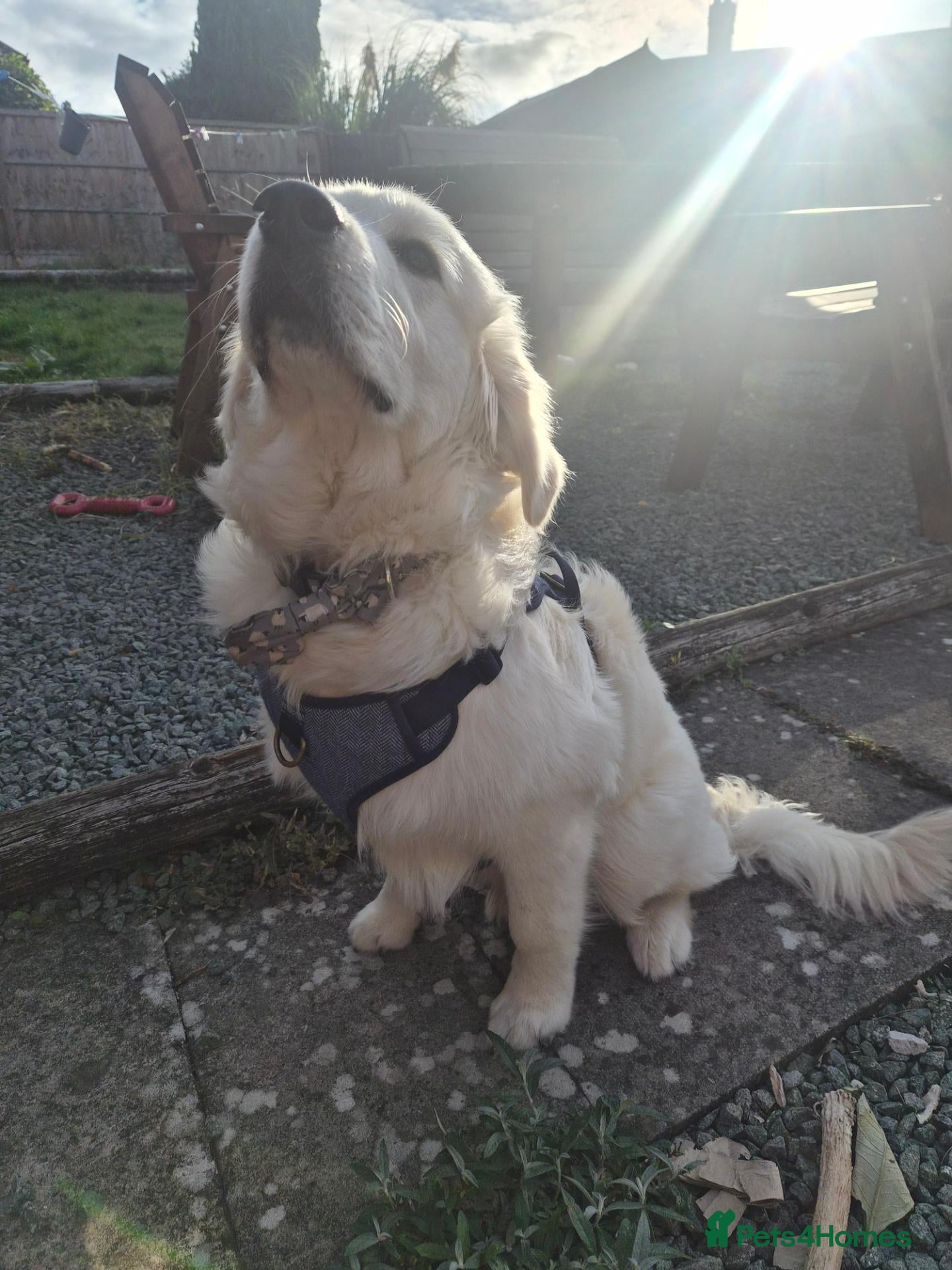 Golden Retriever dogs 7 month old golden retriever - Advert 3