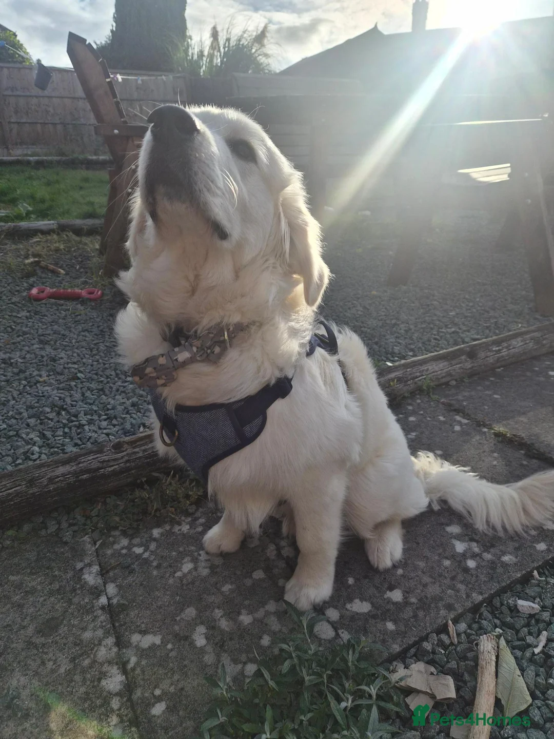 Golden Retriever dogs for sale: 7 month old golden retriever in Shrewsbury - Advert 1