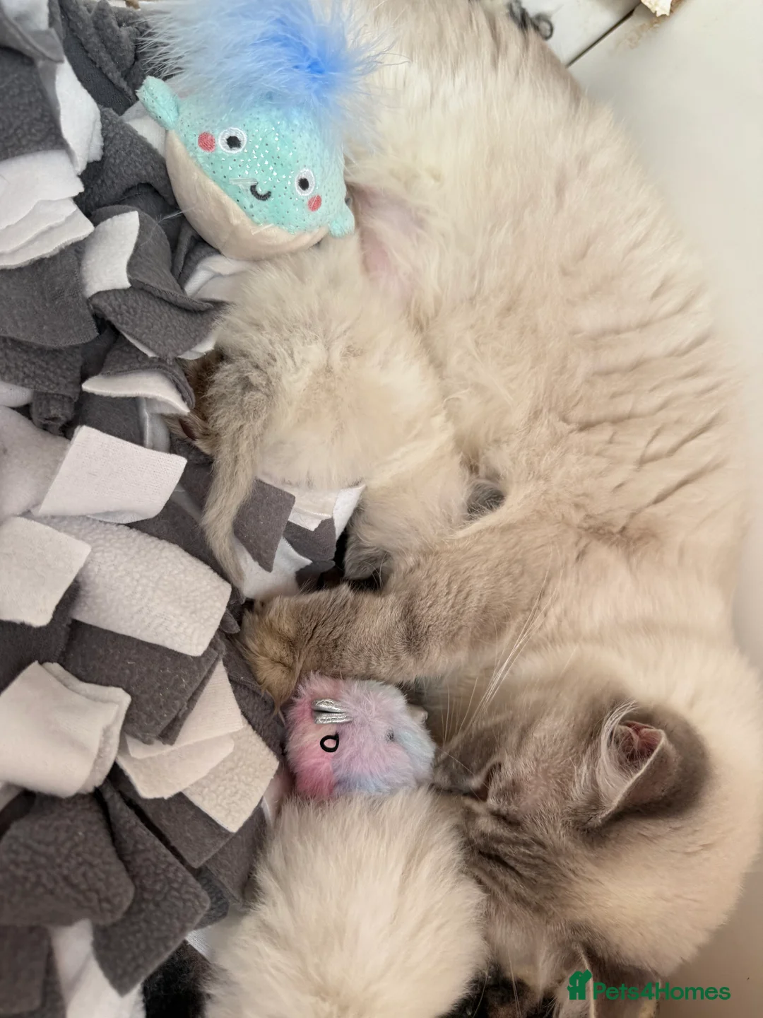 Ragdoll cats for sale: 🏅GCCF RAGDOLLS AWARD WINNING LINES NOW AVAILABLE  - Advert 18