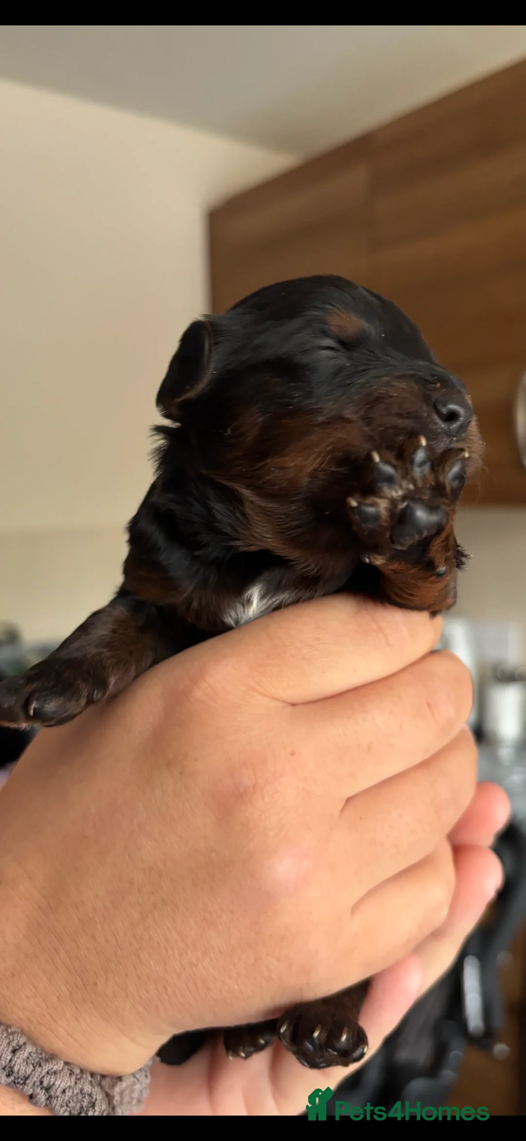 Mixed Breed dogs for sale: Beautiful poodles 😍 - Advert 2