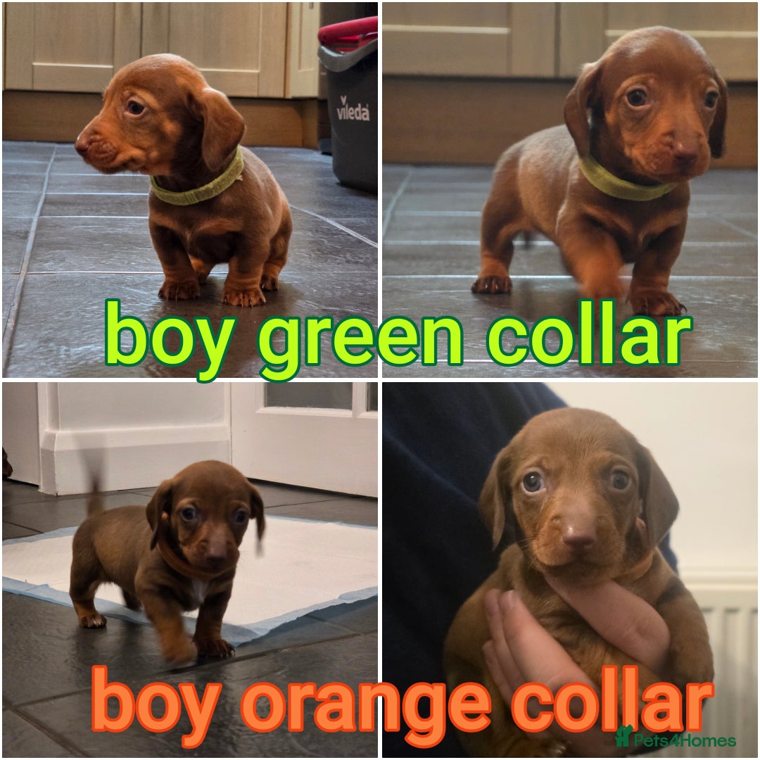 Dachshund dogs for sale: Dachshund  - Advert 14