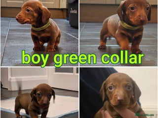 Dachshund dogs Dachshund - Advert 15