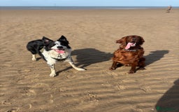 Mixed Breed dogs for sale: Border collie x irish petter puppies - Image 9