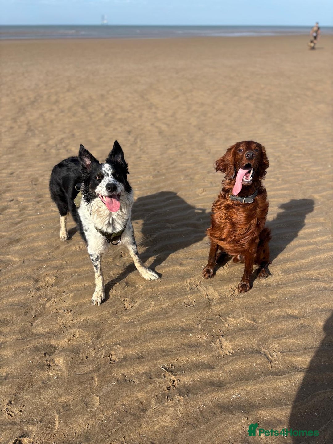 Mixed Breed dogs for sale: Border collie x irish petter puppies - Image 9