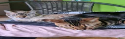Bengal cats for sale: Wee Bob - Advert 5