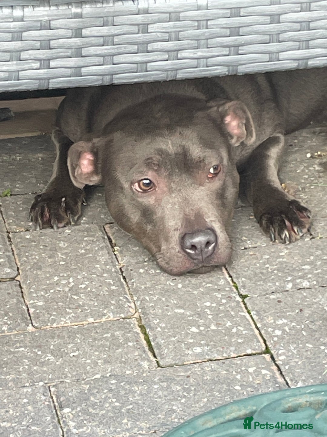 Staffordshire Bull Terrier dogs for sale: Staffordshire bull terrier female  - Image 1
