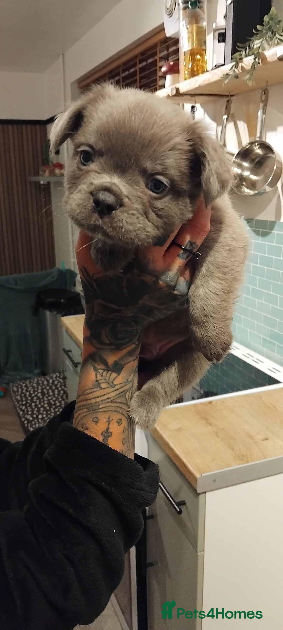 French Bulldog dogs for sale: French bulldog FLUFFY pups - Image 27