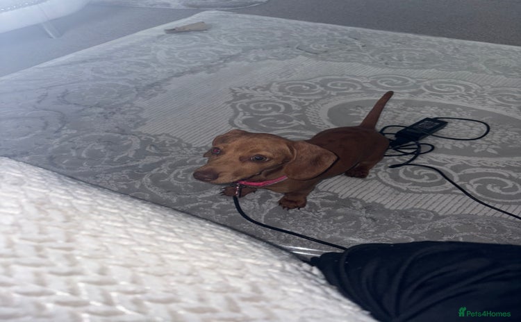 Miniature Dachshund dogs - Advert 1