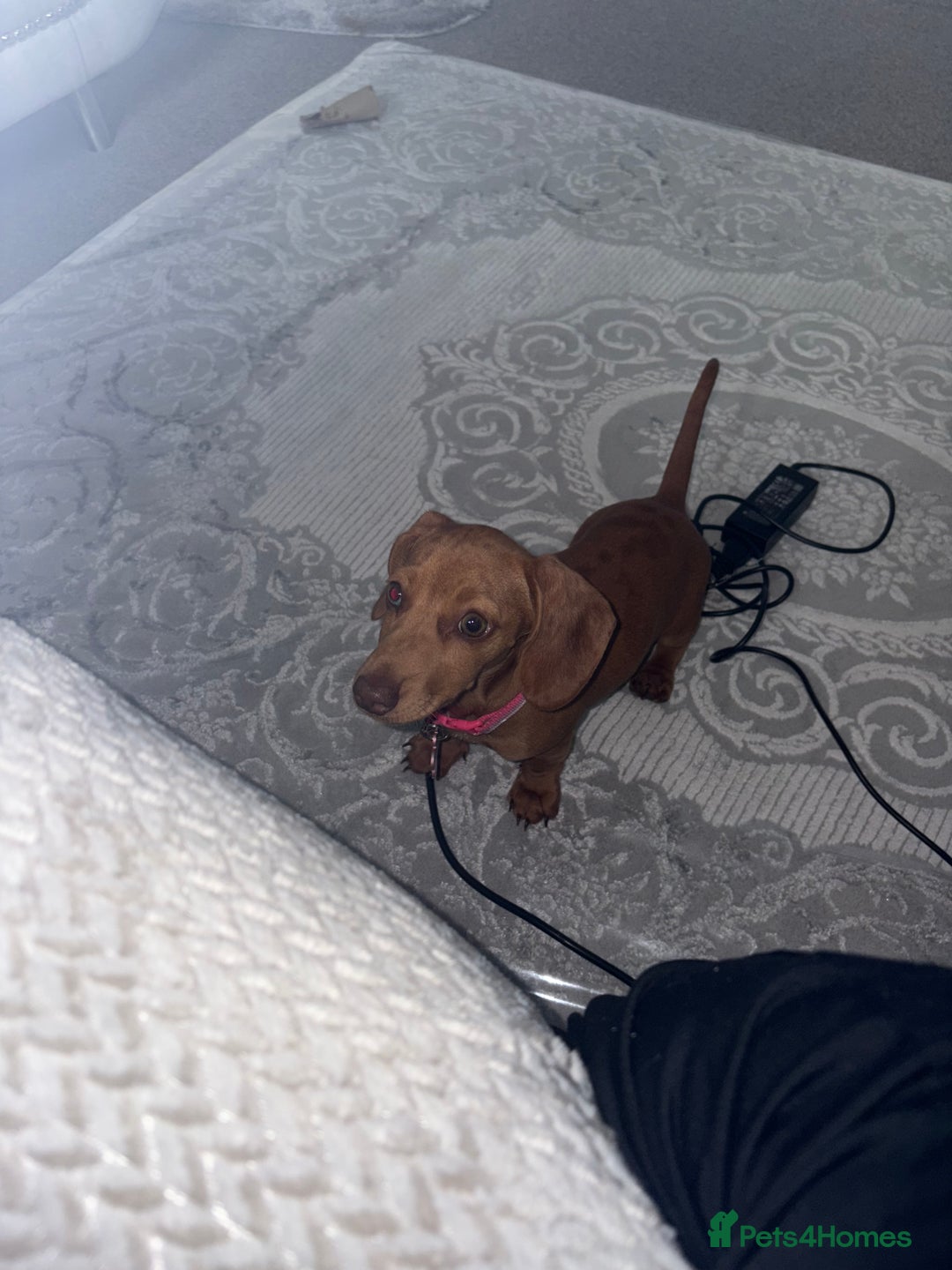Miniature Dachshund dogs for sale: miniature dachshund  - Image 1
