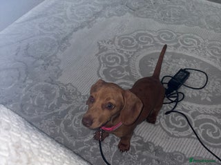 Miniature Dachshund dogs - Advert 20