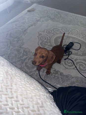 Miniature Dachshund dogs - Advert 3