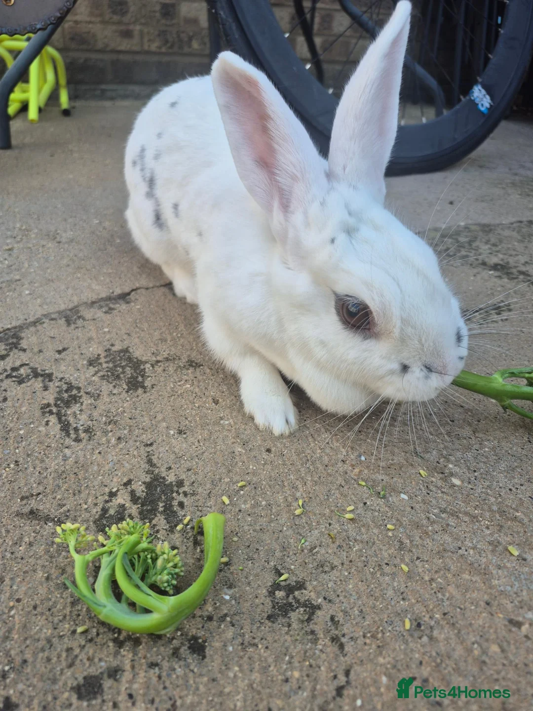 Mini Lop rabbits for sale: White Rabbit 3 years old  in Peterborough - Advert 4
