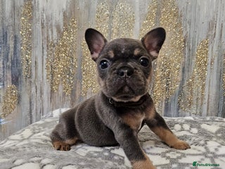French Bulldog dogs Beautiful litter of French Bulldogs - Advert 2