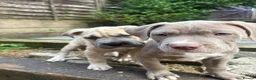 Mixed Breed dogs for sale: Cane corso x staff x sharpei  in Potters Bar - Advert 11
