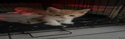Scottish Fold cats for sale: 🐾 Beautiful Scottish Mix Kittens 🐾 - Advert 8