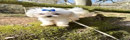 Maltese dogs for sale: Show line Maltese girl  - Advert 2
