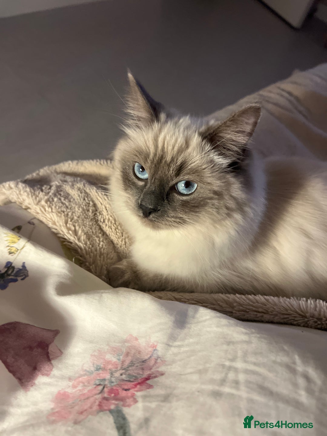 Ragdoll cats for sale: Ragdoll Kitten Available for a Loving Home  - Advert 1