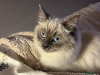 Ragdoll cats Ragdoll Kitten Available for a Loving Home - Advert 1