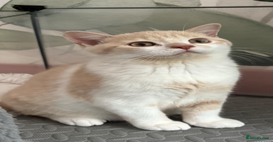 British Shorthair cats - Advert 11
