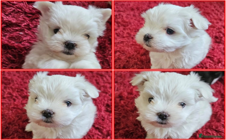 Maltese dogs - Advert 4