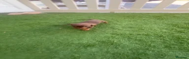 Miniature Dachshund 3