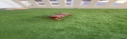 Miniature Dachshund dogs for sale: miniature dachshunds - Advert 6