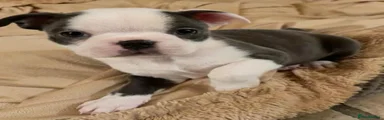 Boston Terrier 1