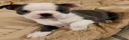 Boston Terrier dogs for sale: Little Lovebugs in Their Finest Tuxedos in Leeds - Advert 5