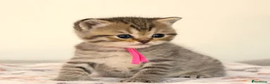 British Shorthair Pink collar Girl