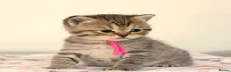 British Shorthair cats for sale: Gorgeous Golden Tabby ✨ British Shorthair Kitten ⭐ - Advert 14