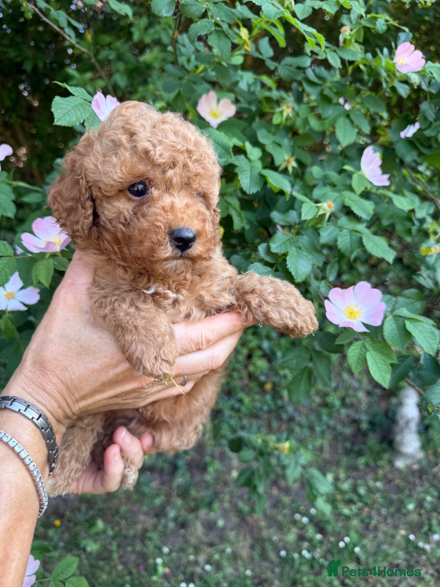 Cavapoo dogs Cavapoo fantastic! Playful beautiful puppies  - Advert 1