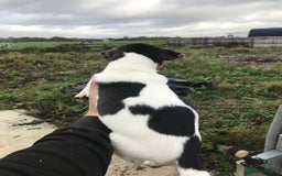 Jack Russell dogs for sale: Litter of 3 1 left  - Image 2