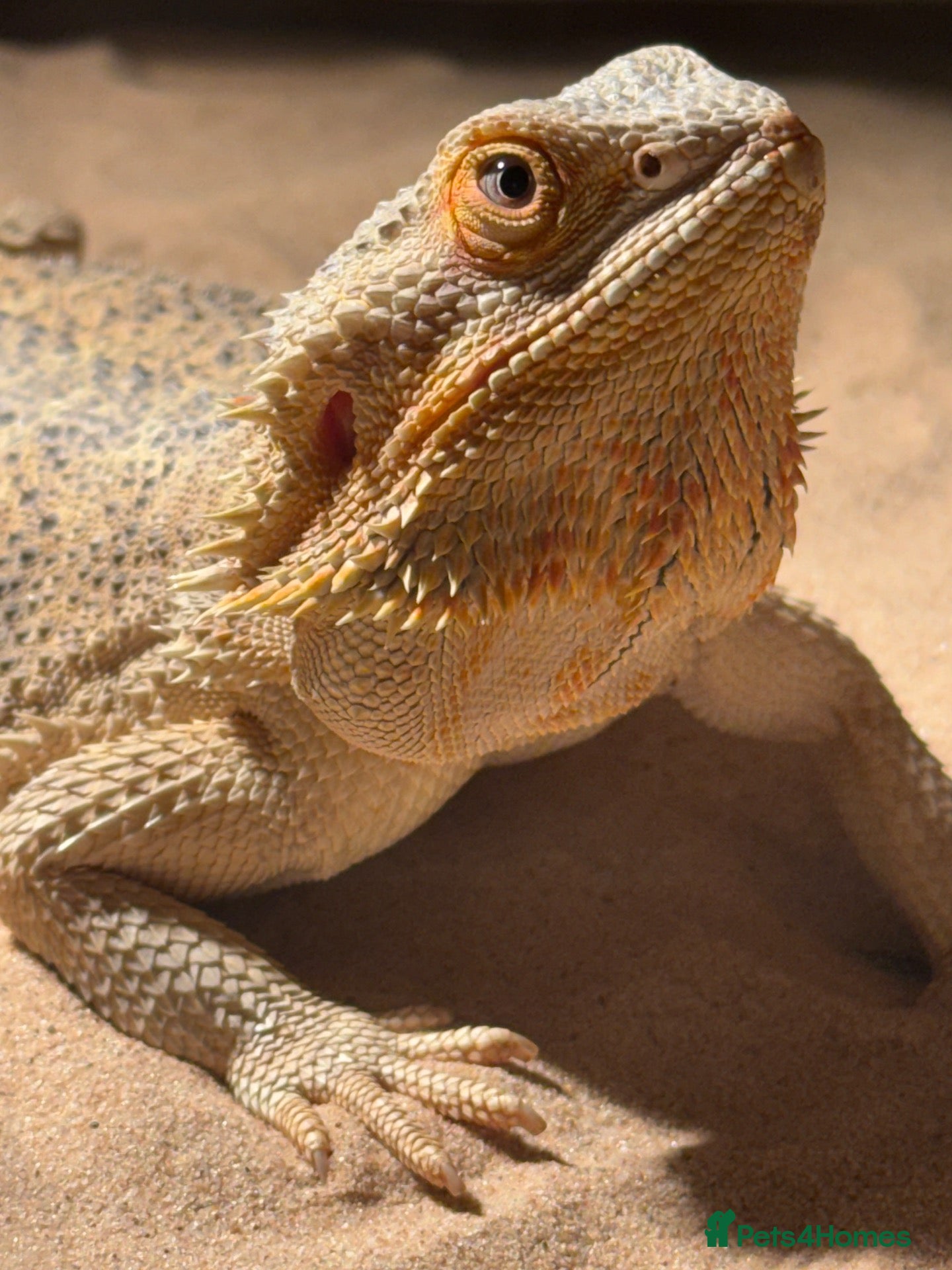 Bearded Dragon reptiles Female bearded dragon for sale - Advert 1