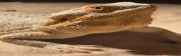 Bearded Dragon reptiles for sale: Female bearded dragon for sale in Wallsend - Advert 1