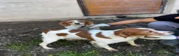 Brittany Spaniel dogs for adoption: Ula   in Consett - Advert 2