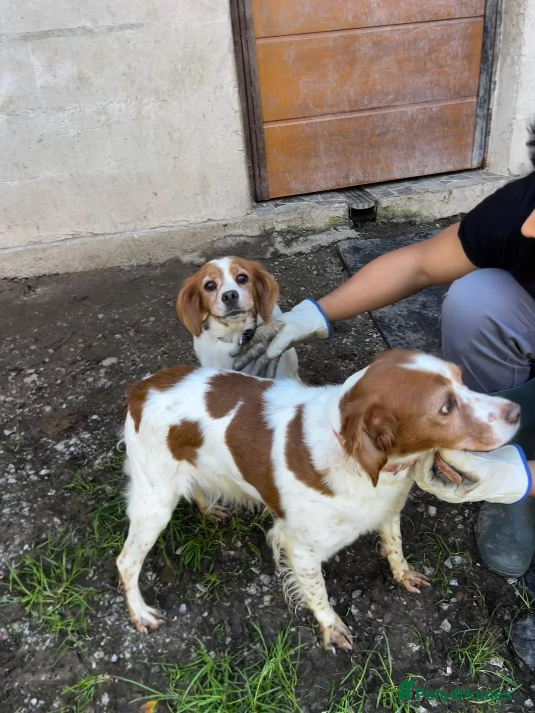 Brittany Spaniel dogs for adoption: Ula   in Consett - Advert 2