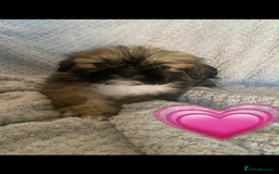 Lhasa Apso dogs for sale: Beautiful Lhasa apso puppies  - Advert 3