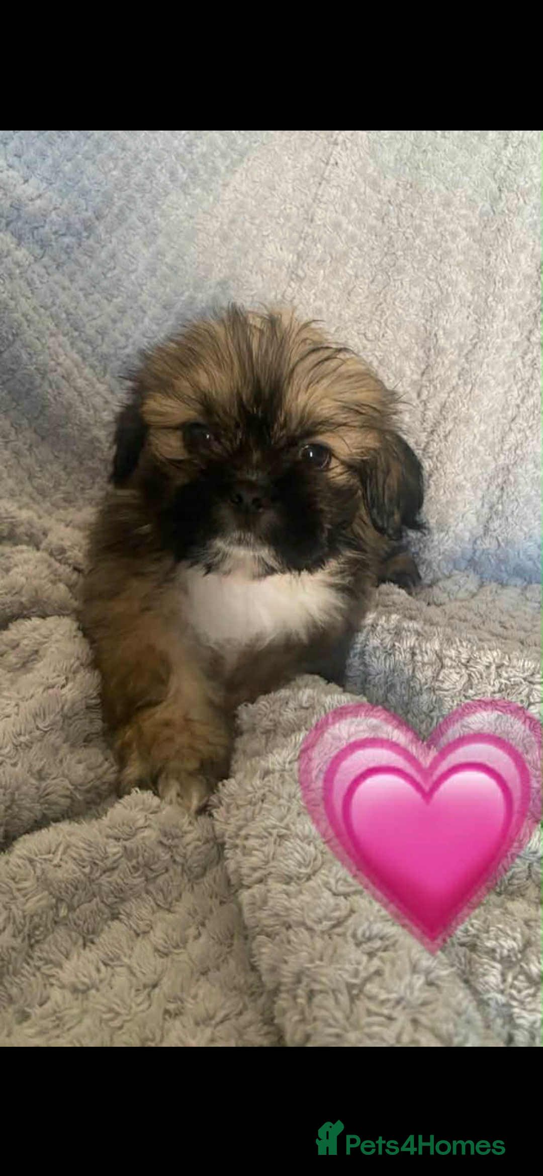 Lhasa Apso dogs for sale: Beautiful Lhasa apso puppies  - Advert 3