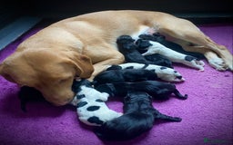Springador dogs for sale: STUNNING SPRINGADOR PUPPIES  - Image 1
