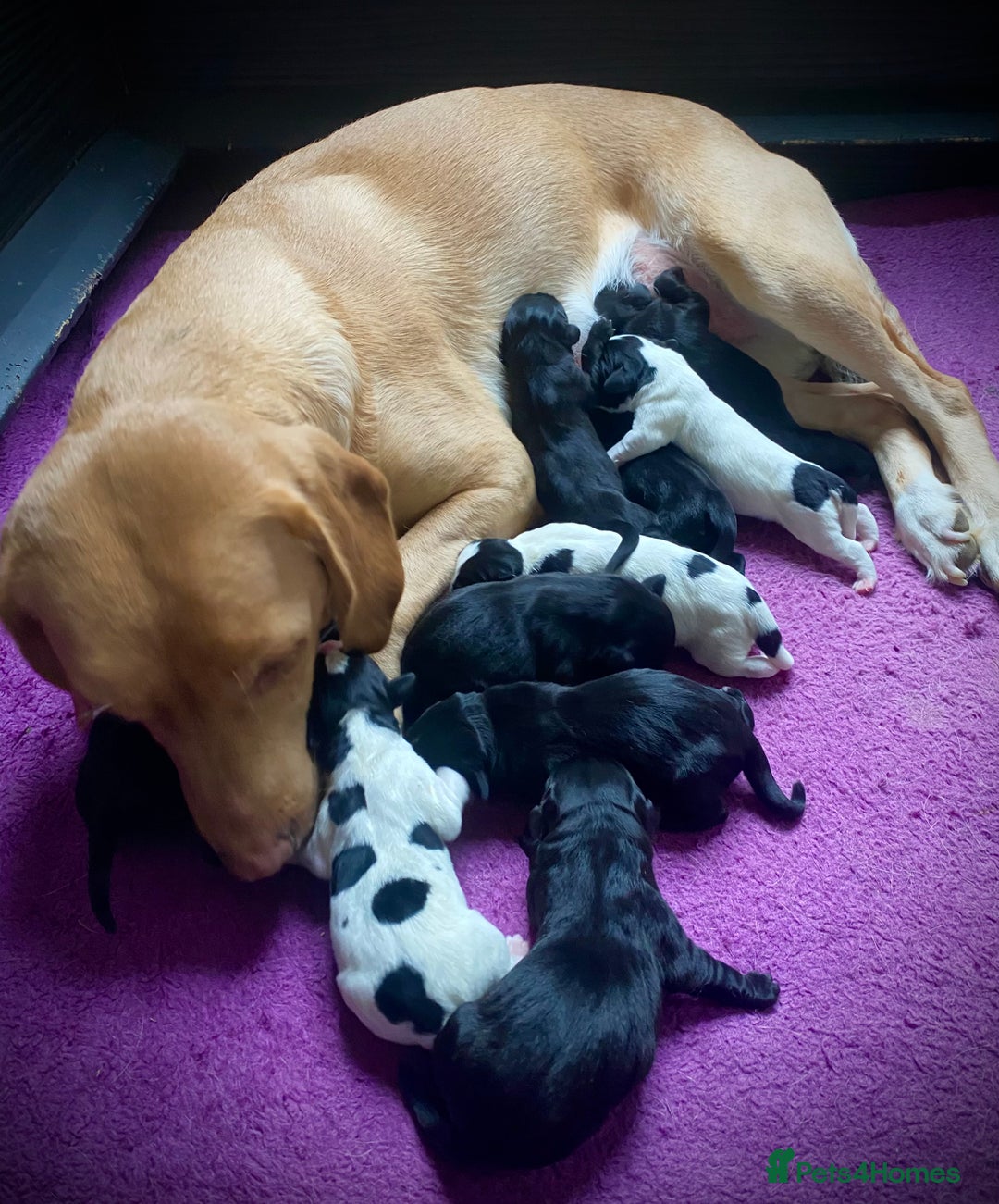 Springador dogs for sale: STUNNING SPRINGADOR PUPPIES  - Image 1