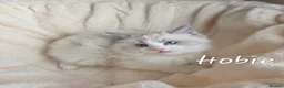 Ragdoll cats for sale: Gorgeous Ragdoll Kittens, Ready to Love - Advert 11